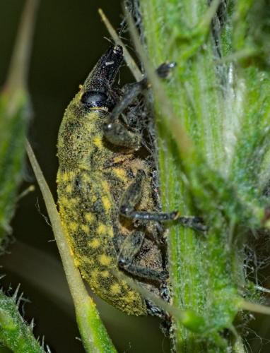 Réf. 307 566 : Larinus turbinatus
